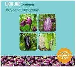 FARM BRINJAL LURE (LEUCINOIDES LURE ) - FARMROOT AGRITECH