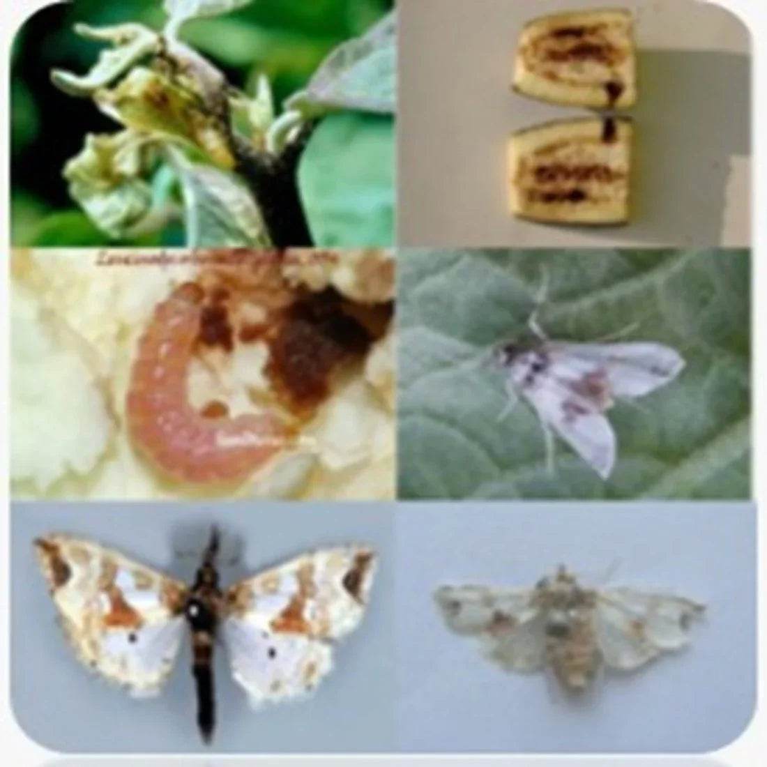 Farmroot Pheromone Lure Brinjal Fruit Borer and Brinjal Shoot Borer (leucinodes) - FARMROOT AGRITECH