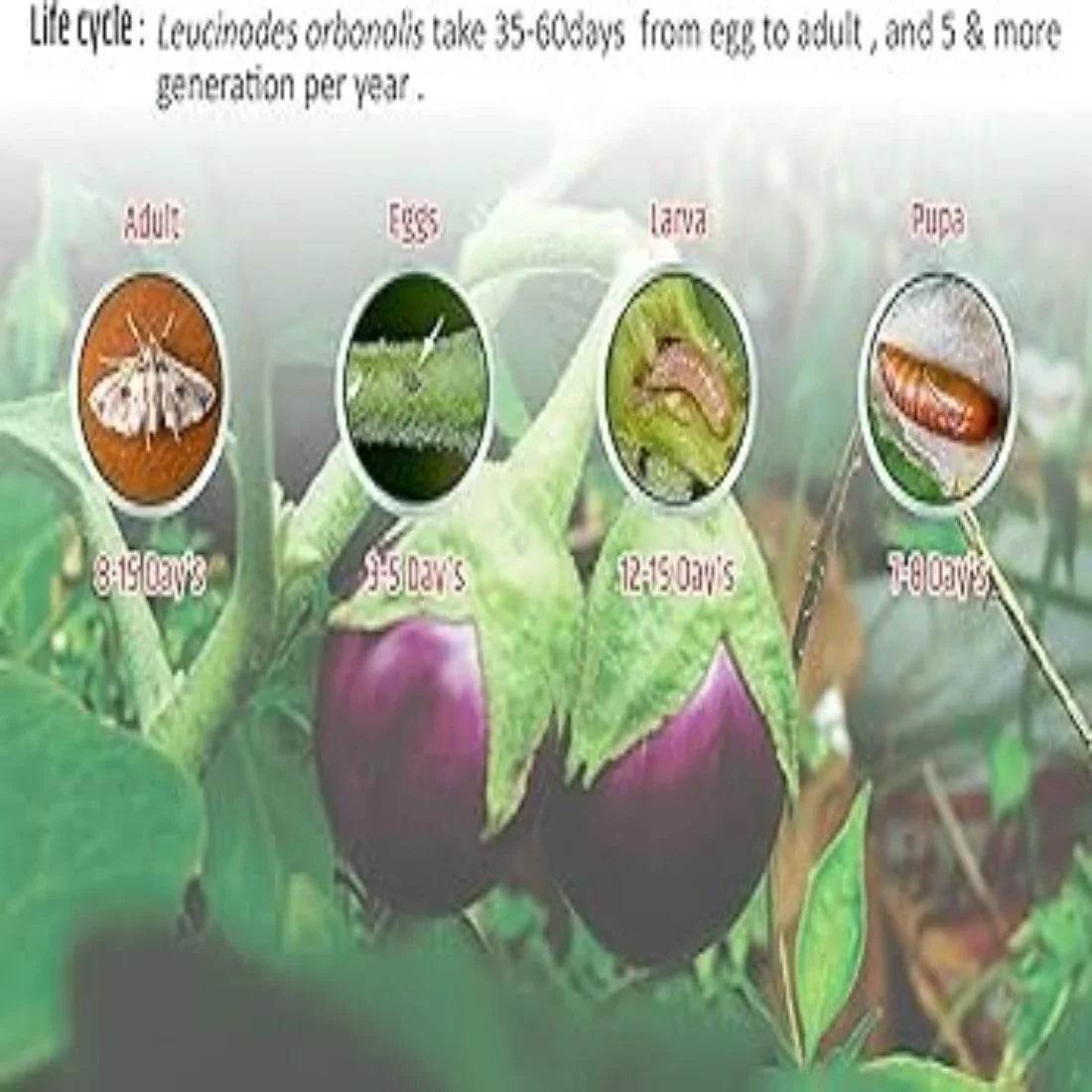 Farmroot Pheromone Lure Brinjal Fruit Borer and Brinjal Shoot Borer (leucinodes) - FARMROOT AGRITECH