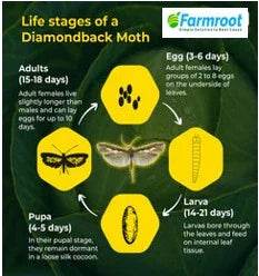 FARM DBM LURE + FUNNEL TRAP ( PACK OF 10) - FARMROOT AGRITECH