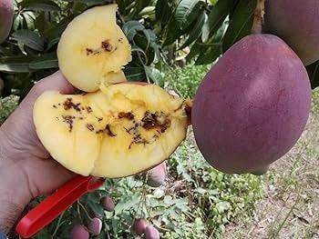 FARM FRUIT LURE - FARMROOT AGRITECH