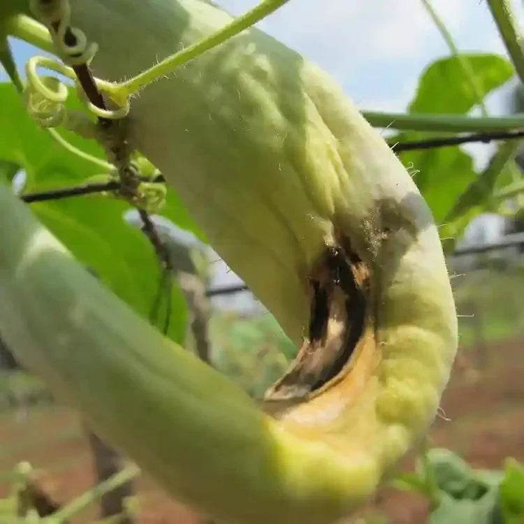 FARM MELON LURE WITH FLY TRAP - FARMROOT AGRITECH