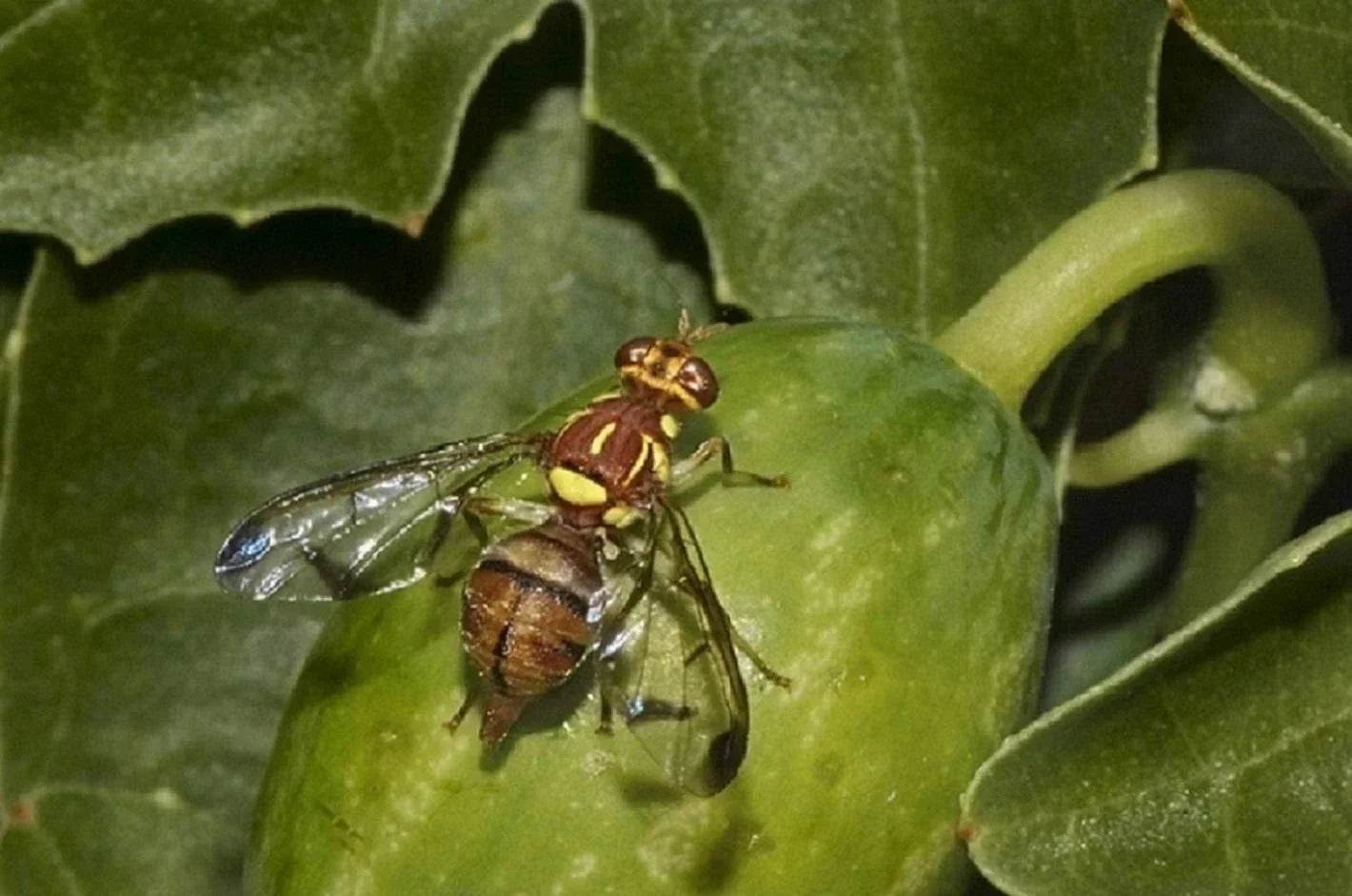 FARM MELON LURE WITH FLY TRAP - FARMROOT AGRITECH