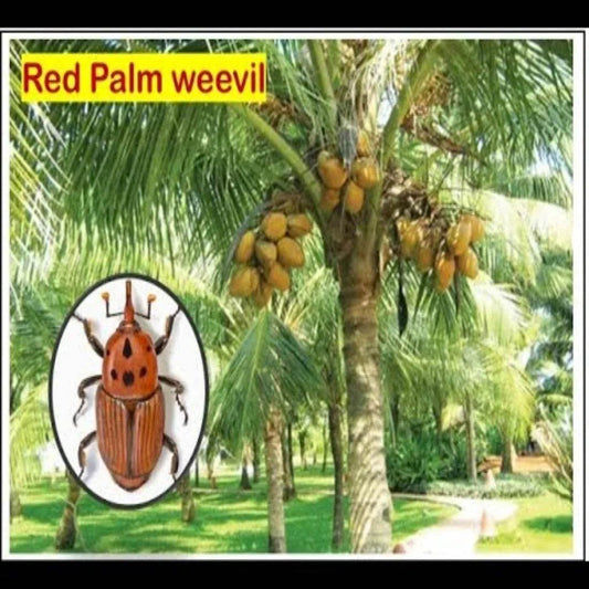 FARM RED PALM LURE - FARMROOT AGRITECH