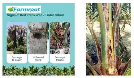 FARM BUCKET TRAP WITH RPW (Red palm weevil) LURE (pack of 6) - FARMROOT AGRITECH