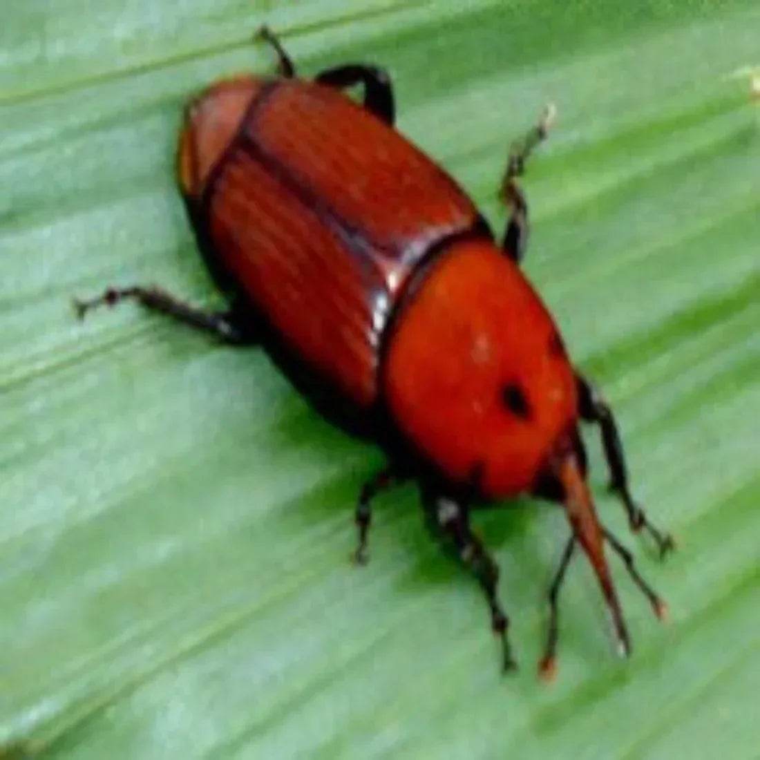 FARM RED PALM LURE - FARMROOT AGRITECH