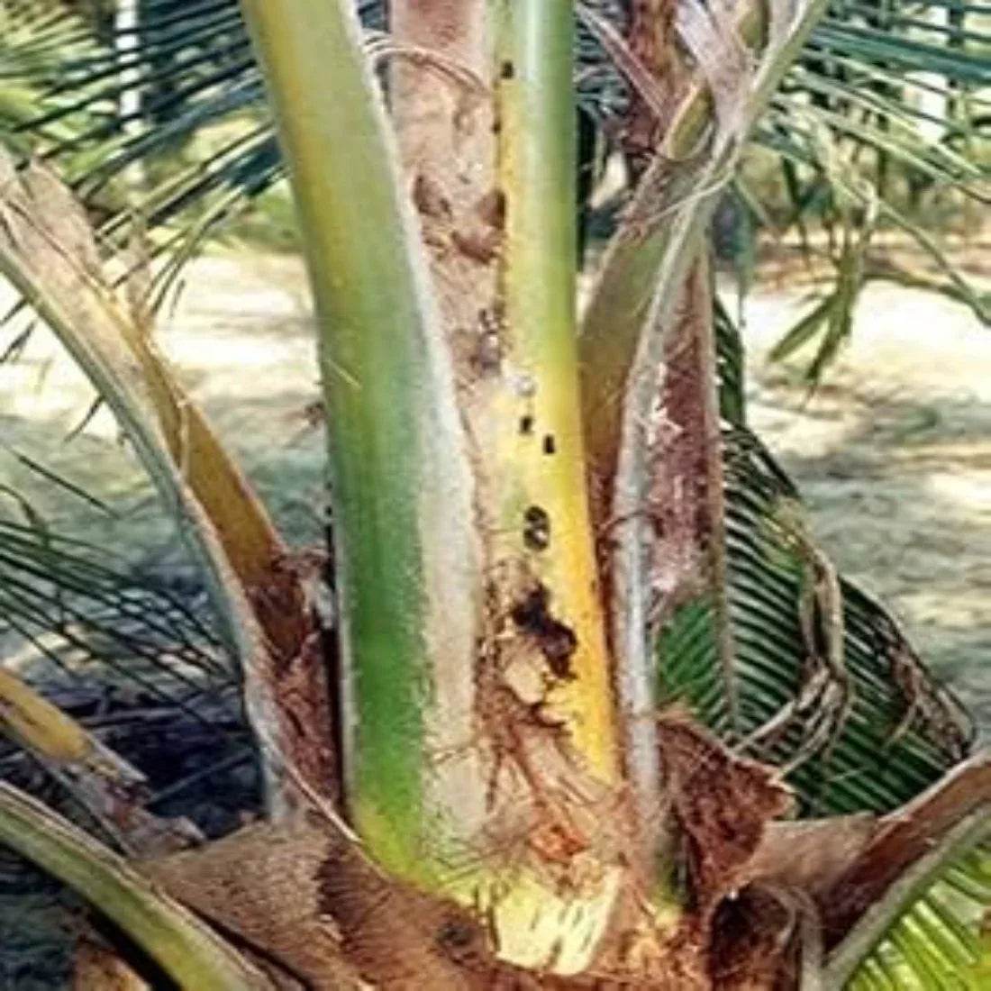 FARM RED PALM LURE - FARMROOT AGRITECH