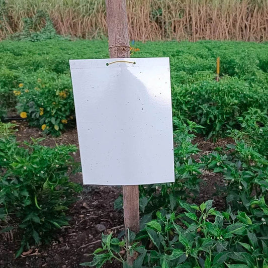 FARM WHITE STICKY TRAPS (Pack of 100) - FARMROOT AGRITECH