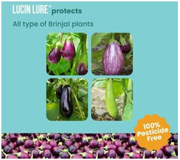 FARM BRINJAL LURE (LEUCINOIDES LURE )