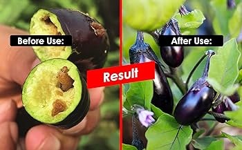 FARM BRINJAL LURE (LEUCINOIDES LURE )