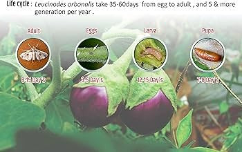 FARM BRINJAL LURE (LEUCINOIDES LURE )