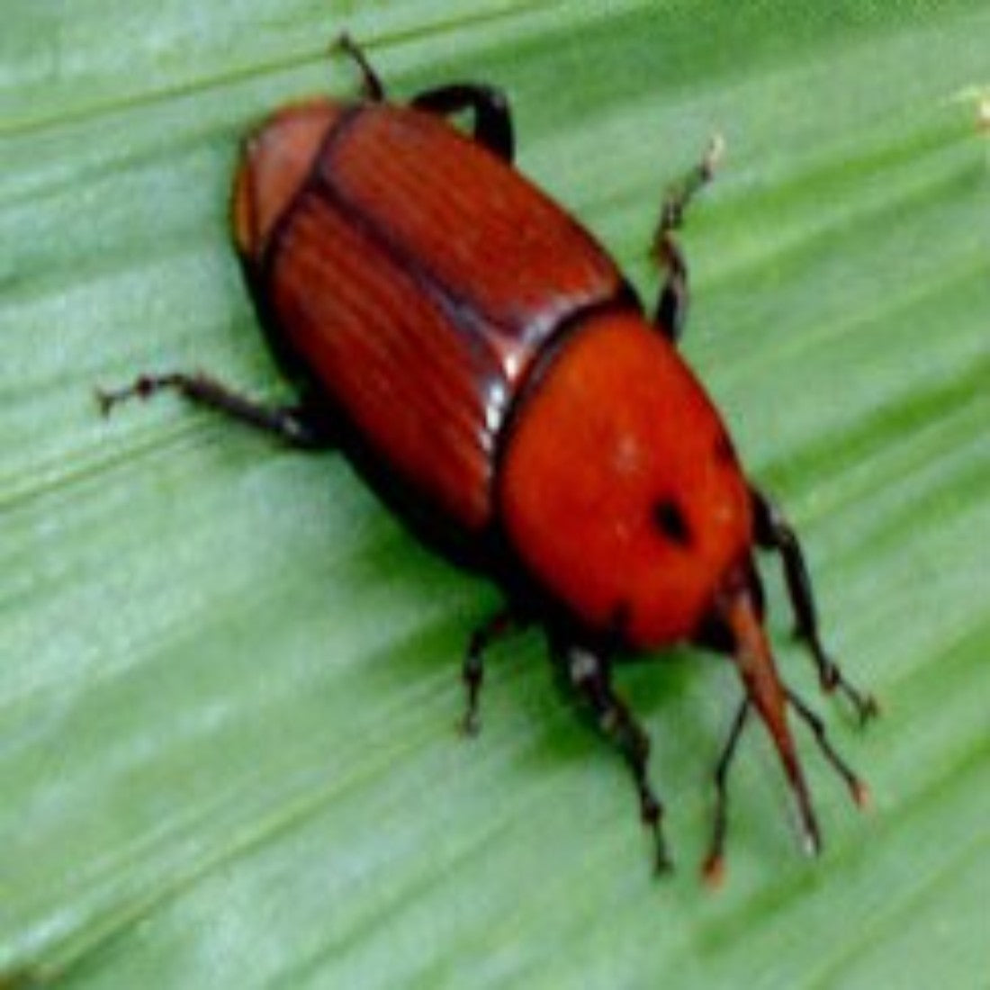 ಫಾರ್ಮ್ ರೆಡ್ ಪಾಮ್ ಲೂರ್