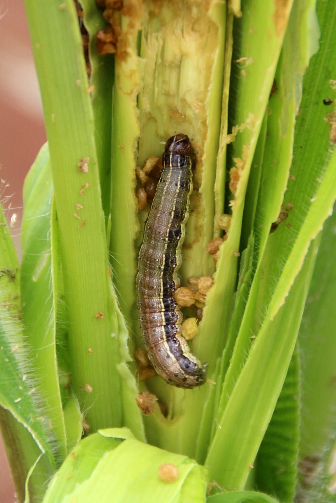 ಫಾರ್ಮ್ ಫಾ ಲೂರ್