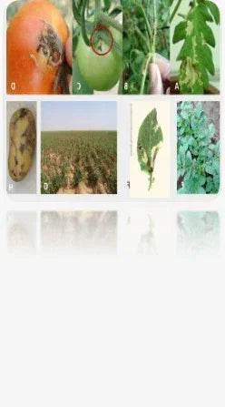 FARM TOOM LURE - FARMROOT AGRITECH